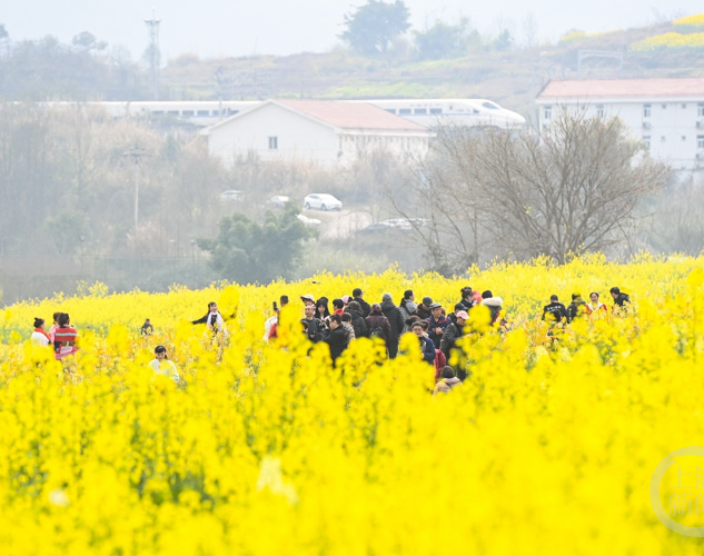 公司組織全體員工春游團建活動